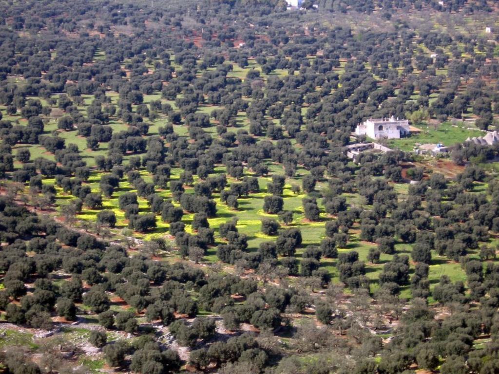 אפרטהוטל צ'יסטרנינו I Trulli Di Acquarossa מראה חיצוני תמונה